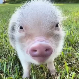 분홍 아기 돼지 (Pink Baby Pig)