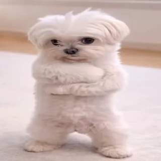 춤추는 닥스훈트 (Dancing Doggy)