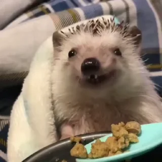 가시 돋친 고슴도치 요지 (Yoji)