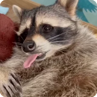 도둑 너구리 친구들 (Raccoons)
