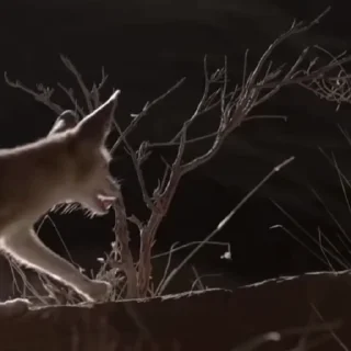 사막여우 (Fennec Fox)