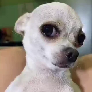 제나 강아지 (Zena Dogs)