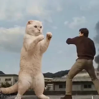 한자 고양이 (Kanji Cats)