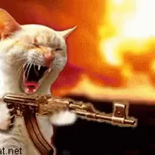 분노한 전술 고양이 (Angry Tactical Cat)