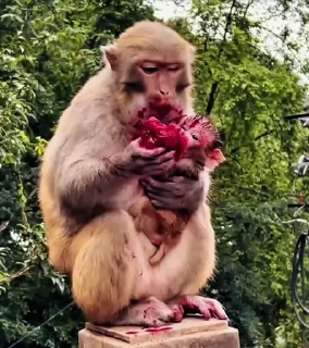 익살스러운 원숭이 (Humorous Macaques)