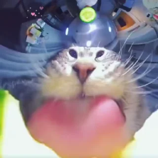 익살스런 하얀 고양이 (Funny White Cats)