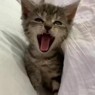 하얀 일러스트 고양이 (White Cat)