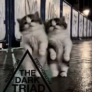 다크 트라이어드 아기 고양이 (Dark Triad Kittens)