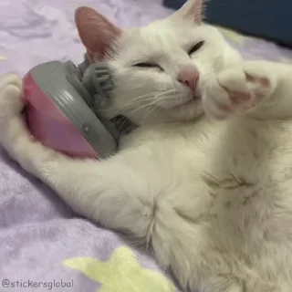 새침한 흰 고양이 (Sassy White Cat)