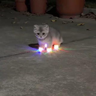 새침한 흰 고양이 (Sassy White Cat)