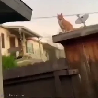 새침한 흰 고양이 (Sassy White Cat)