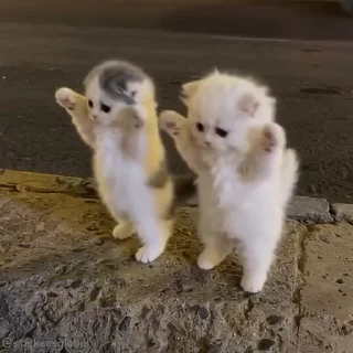 새침한 흰 고양이 (Sassy White Cat)