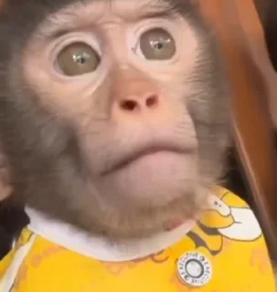 장난꾸러기 원숭이 (Mischievous Monkeys)
