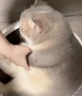 귀여운 고양이 빌루 (Cutie Billu)