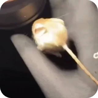 재기발랄한 날쥐 (Playful Jerboas)