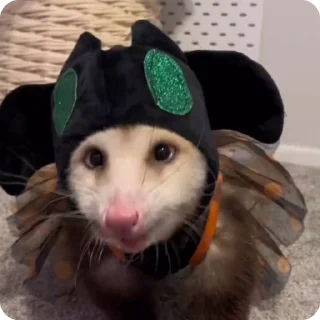 야생 주머니쥐 (Possum Ra)