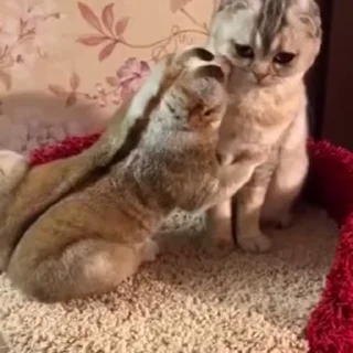 우울한 고양이의 정서 (Emotions of a Sad Cat)