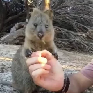 항상 웃는 쿼카 (Quokka Squad)