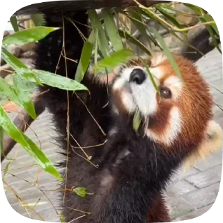 레서판다의 습격 (Red Panda Ra)