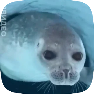 물개 라 (Seal Ra)
