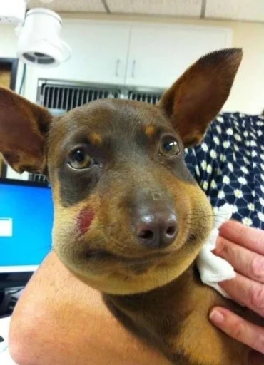 텔레그램 스티커