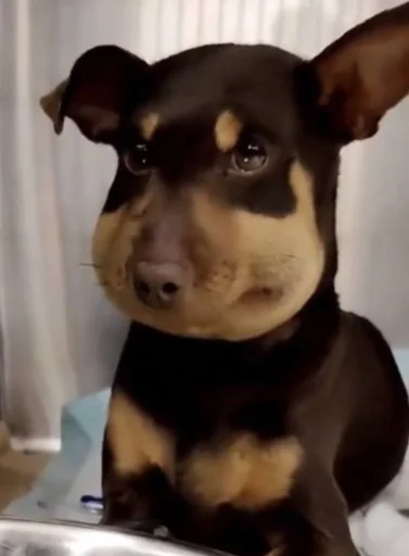 텔레그램 스티커