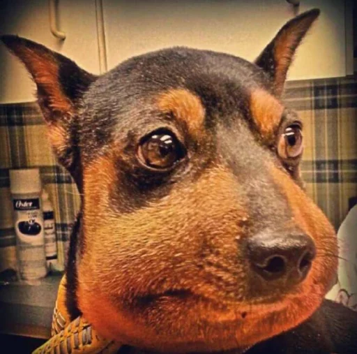 텔레그램 스티커