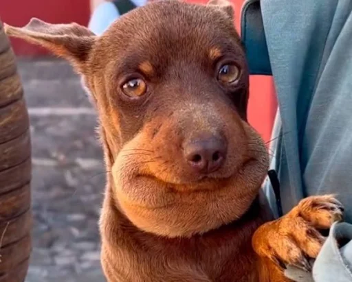 텔레그램 스티커