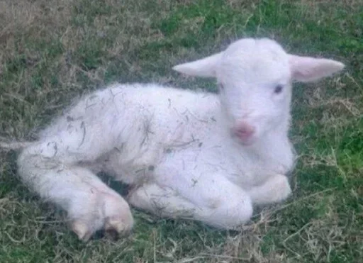 텔레그램 스티커