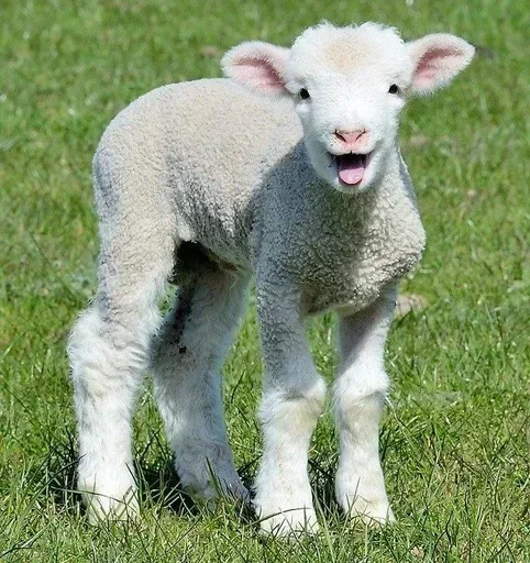 텔레그램 스티커