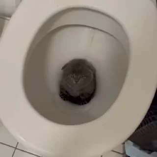 엉뚱한 고양이 (Funny Cat)