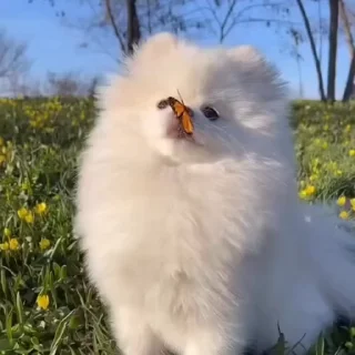 귀여운 동물 친구들 (Cute Animal Friends)