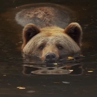익살스러운 진짜 곰 (Comical Real Bears)