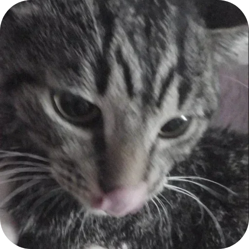 텔레그램 스티커