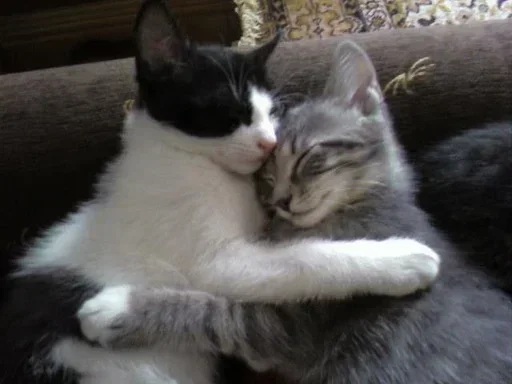 텔레그램 스티커