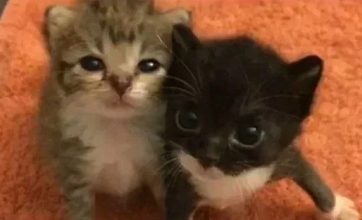 텔레그램 스티커