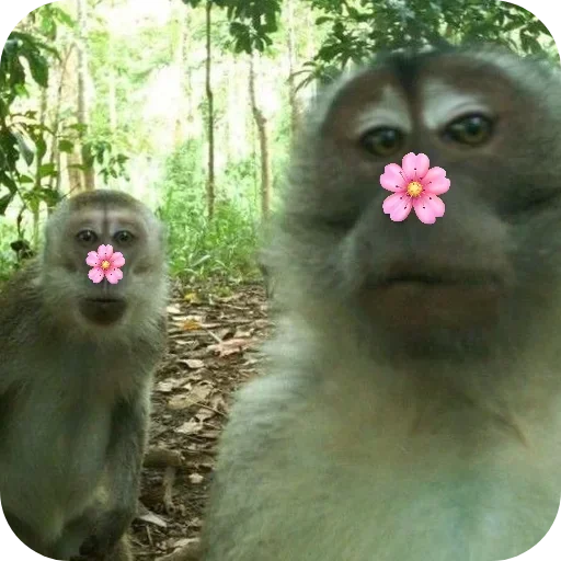 텔레그램 스티커