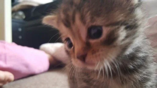 텔레그램 스티커