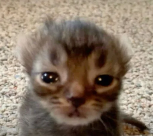 텔레그램 스티커