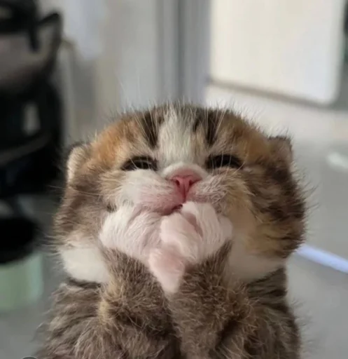 텔레그램 스티커