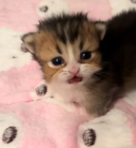 텔레그램 스티커