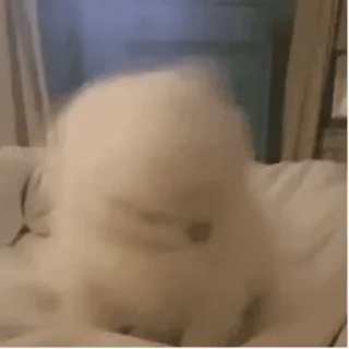 유머러스한 고양이 (Funny Cats)