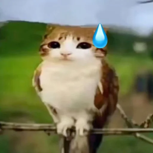 텔레그램 스티커