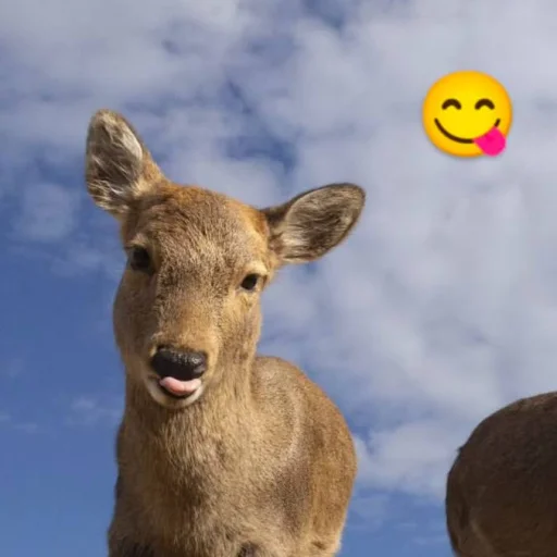 텔레그램 스티커