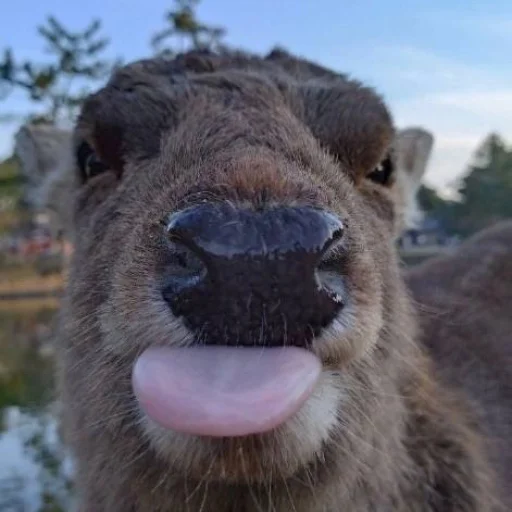 텔레그램 스티커