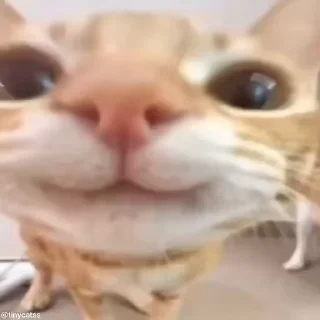 개구쟁이 고양이 (Tiny Cat Stickers)
