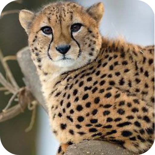 텔레그램 스티커