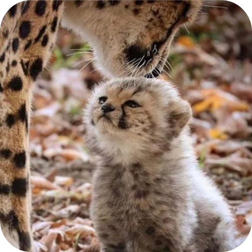 텔레그램 스티커