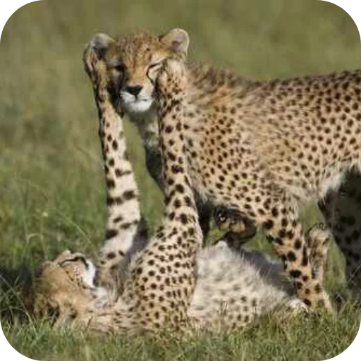 텔레그램 스티커