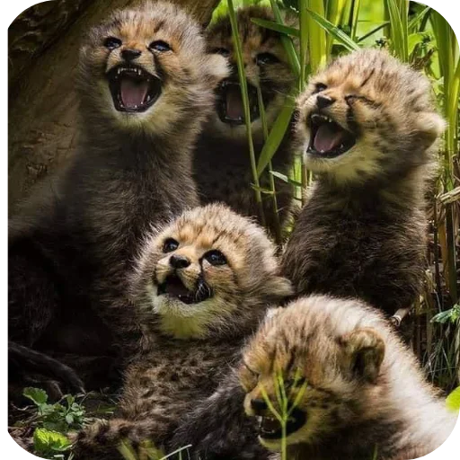 텔레그램 스티커